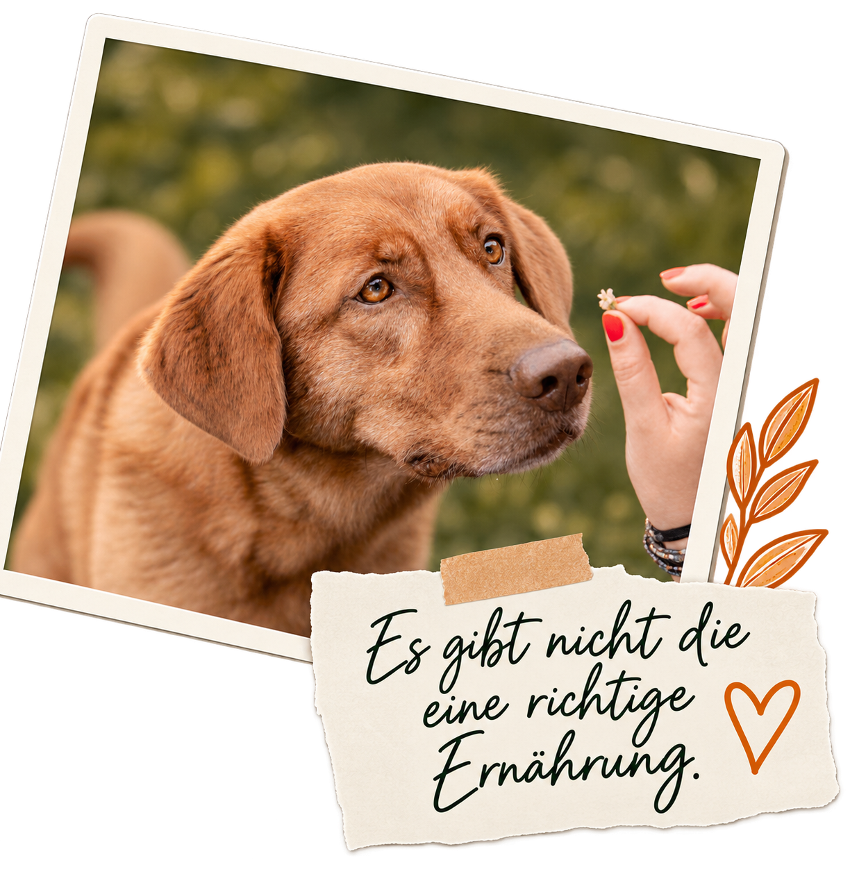 Bild Hundeernährung Beratung Cuxhaven