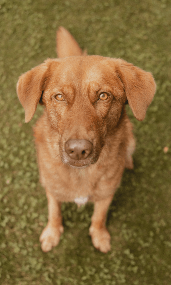 Bild Hund Hundeschule Cuxhaven