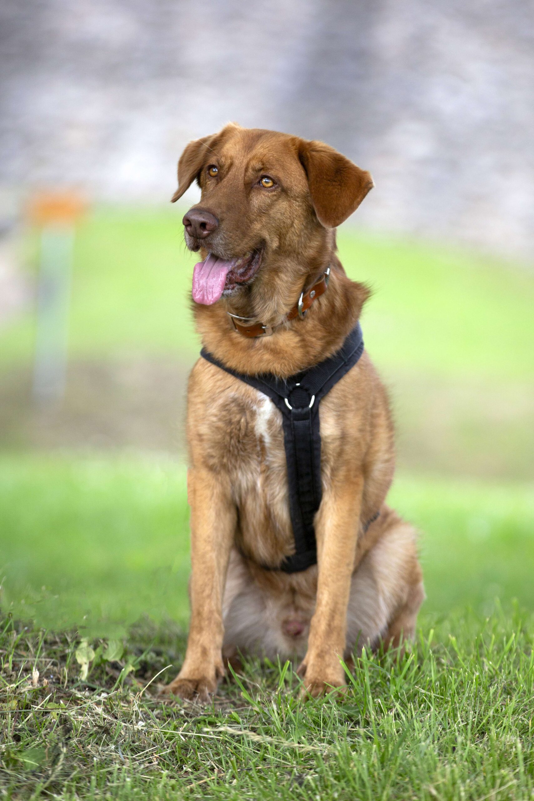 Hundetraining in Cuxhaven und mobil