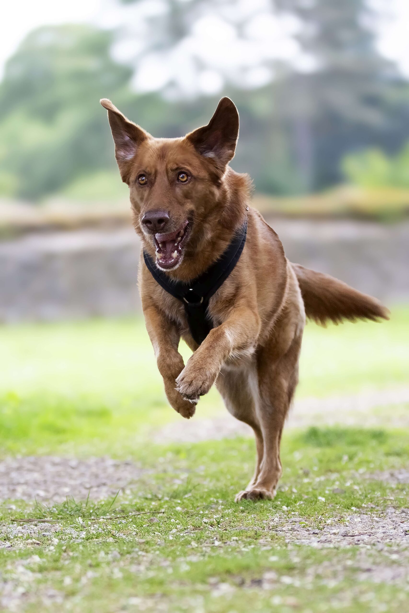 _K5C7847 - Kopie Hundetrainer Cuxhaven
