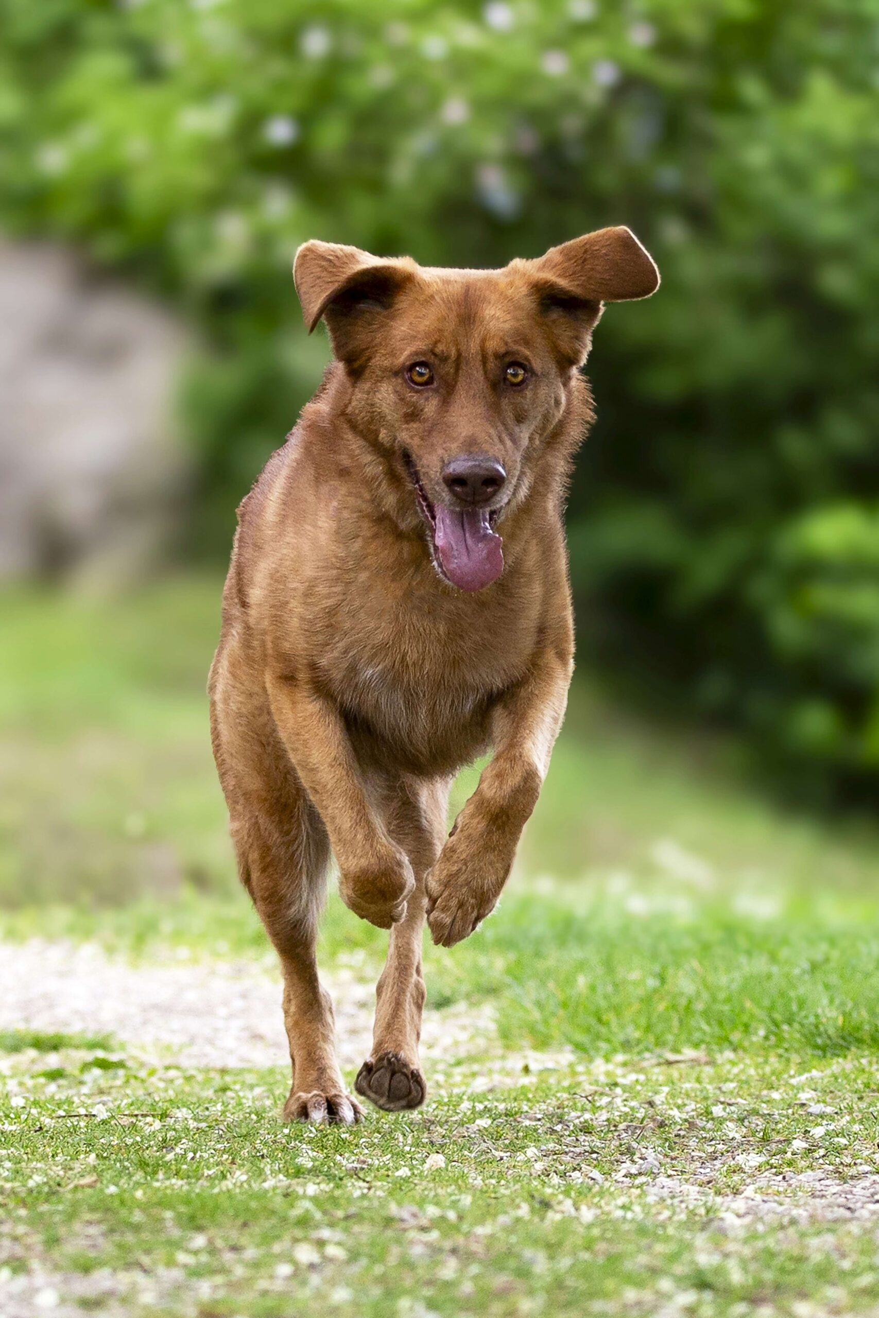 Ernährungsberatung für Hunde